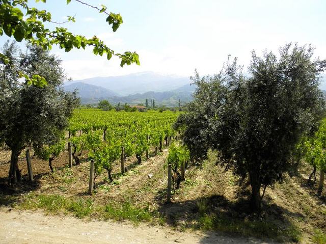 Weinbau in der Türkei