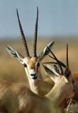 Gazelle