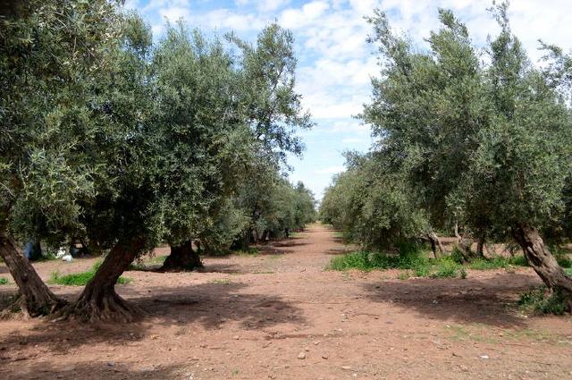 Marrakech - Gärten