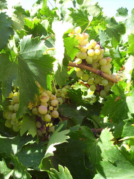 Weinbau in Tunesien